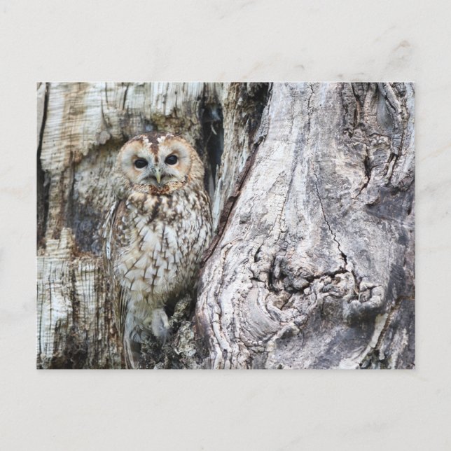 Carte postale standard (Devant)