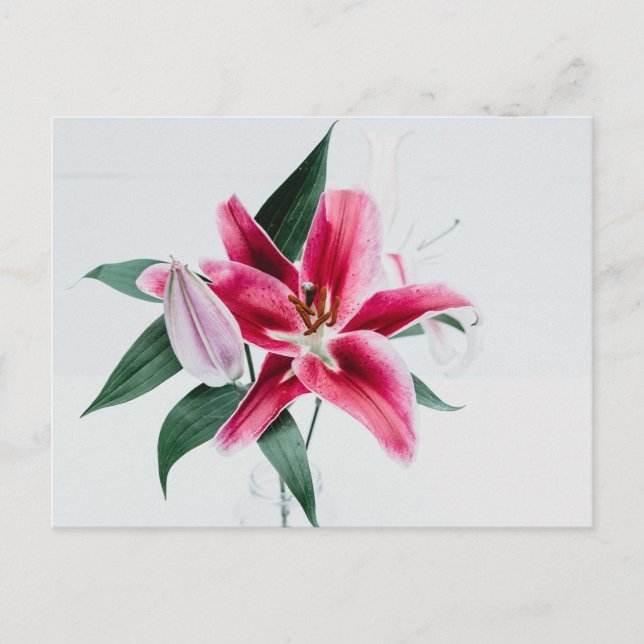 Carte postale standard (Devant)
