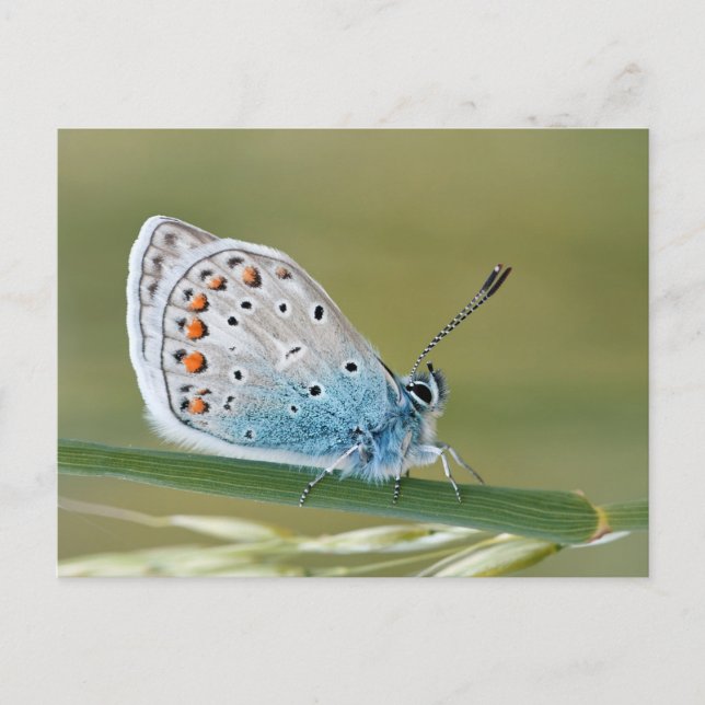 Carte postale standard (Devant)