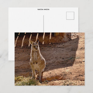 carte postale standard