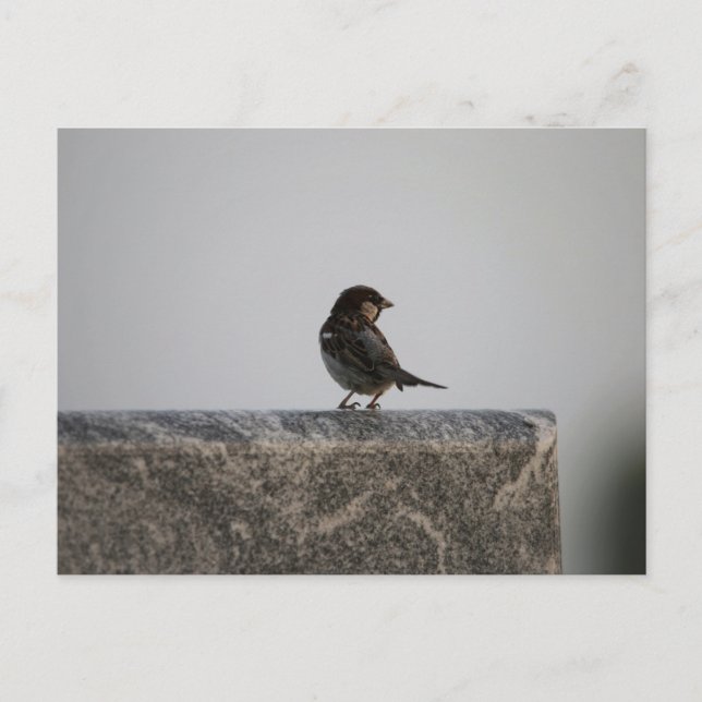 Carte postale standard (Devant)
