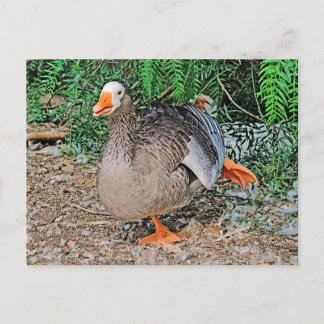 Carte postale standard