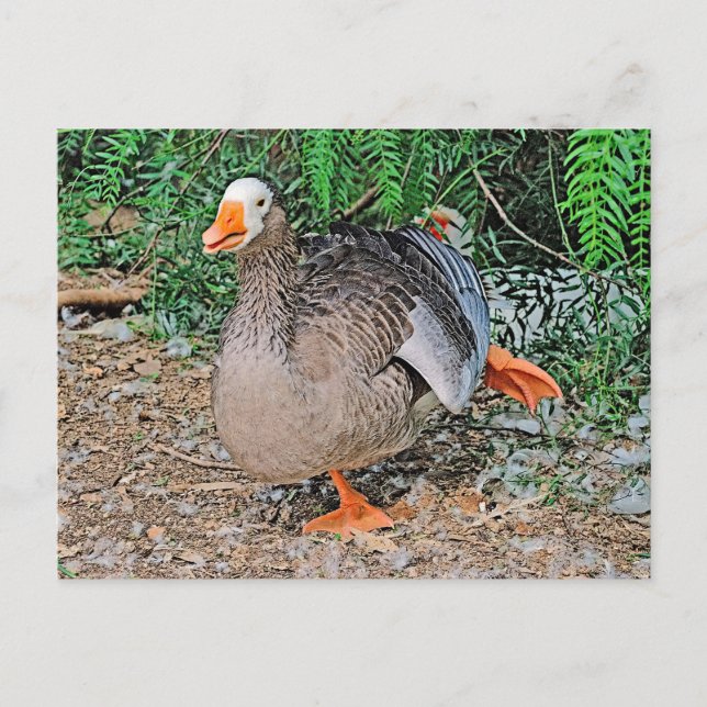 Carte postale standard (Devant)