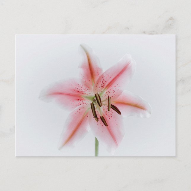 Carte postale standard (Devant)