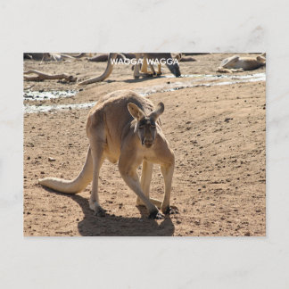 Carte postale standard
