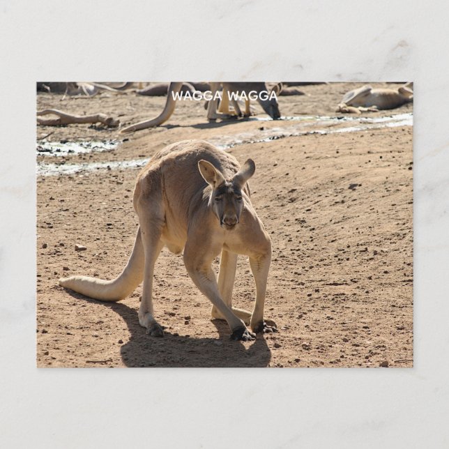 Carte postale standard (Devant)