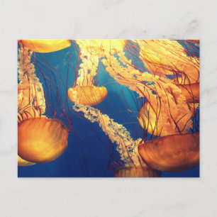 Carte postale standard