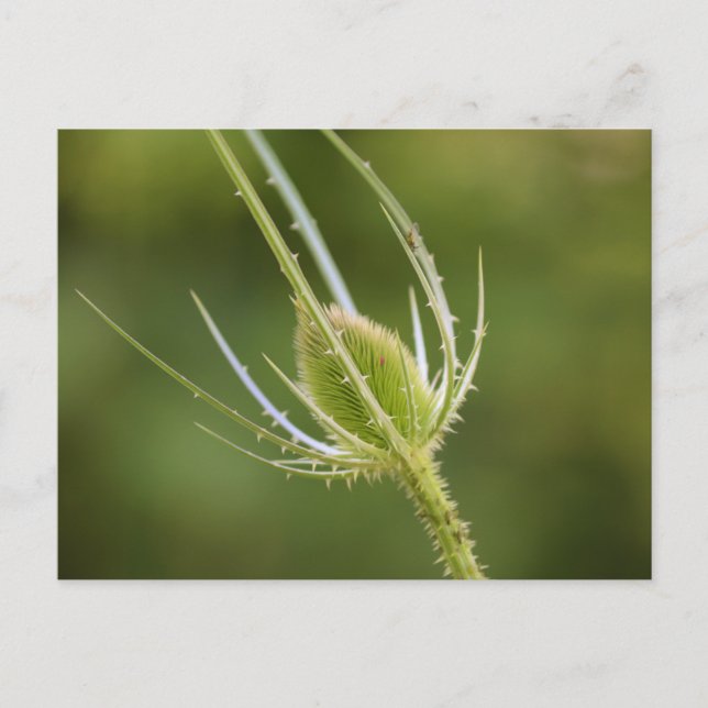 Carte postale standard (Devant)