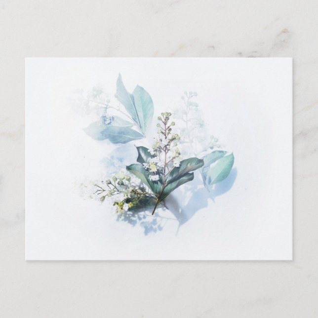 Carte postale standard (Devant)