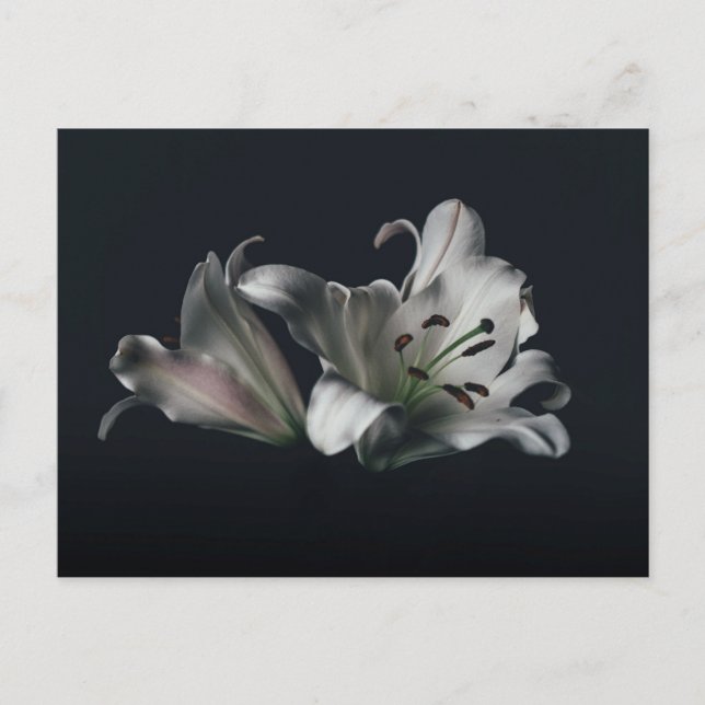 Carte postale standard (Devant)