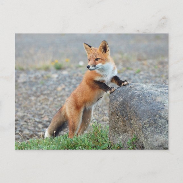 Carte Postale Standing red fox (Devant)