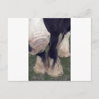 Carte Postale Stanley