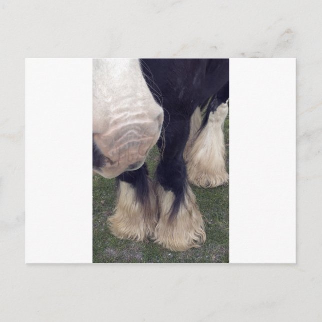 Carte Postale Stanley (Devant)