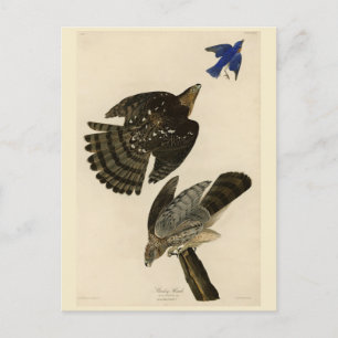 Carte Postale Stanley (Cooper's) Hawk Audubon's Birds of America