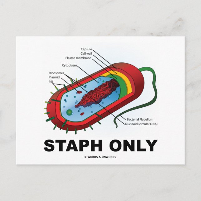 Carte Postale Staph seulement (Humour de la bactérie en médecine (Devant)