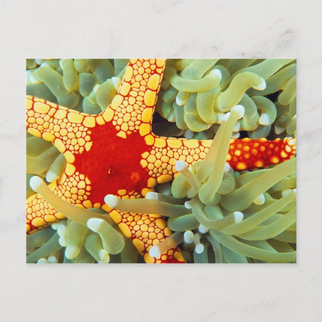 Carte Postale Star de la mer rouge et jaune (Devant)