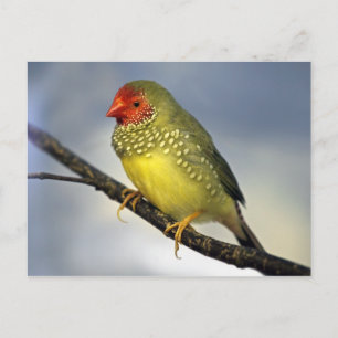 Carte postale Star Finch