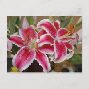 Carte postale Star Gazer Lily