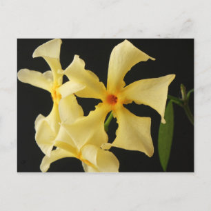 Carte Postale Star Jasmine Flower pccnm