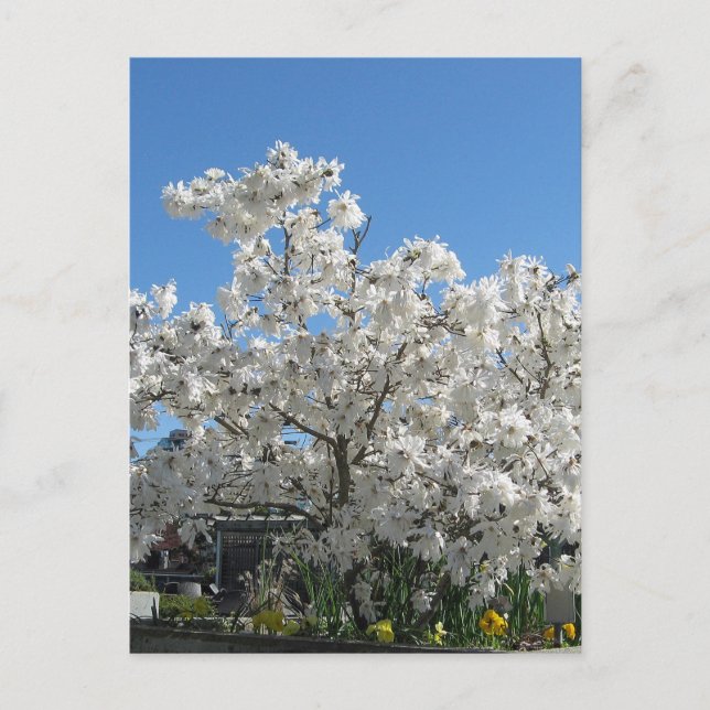 Carte postale Star Magnolia (Devant)