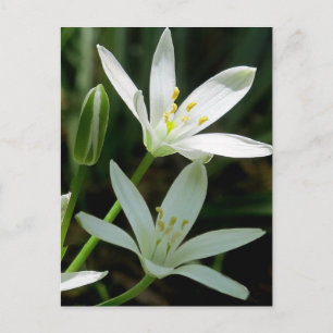 Carte postale : Star-of-Bethlehem (Fleur)