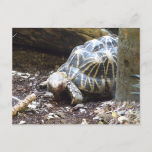 Carte postale Star Tortoise