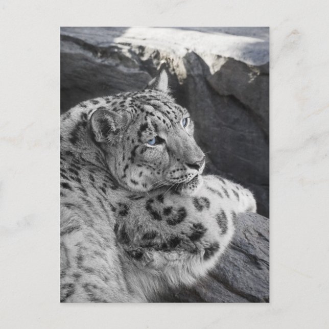 Carte Postale Stare de léopard des neiges (Devant)