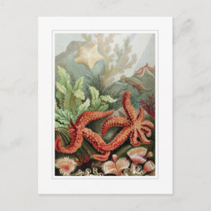 Carte Postale Starfish