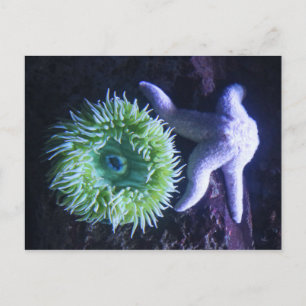 Carte Postale Starfish & Anemone