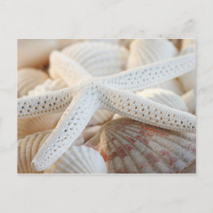 CARTE POSTALE STARFISH ET SEASHELLS