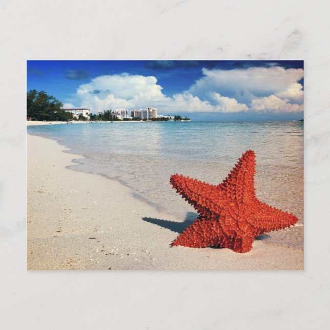 Carte Postale Starfish, Nassau, Bahamas (Devant)