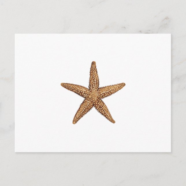 Carte Postale Starfish - Northern Sea Star (Devant)