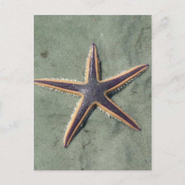 Carte Postale Starfish Purple étoile de mer sur la plage (Devant)