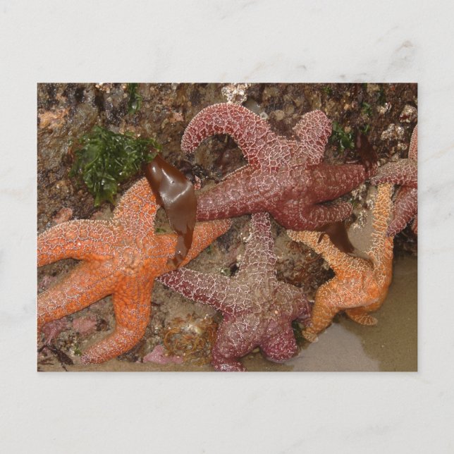 Carte Postale Starfish/Sea Stars à Cannon Beach, OU, Photo 4 (Devant)