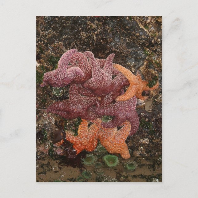 Carte Postale Starfish/Sea Stars, Cannon Beach OR, Photo 5 (Devant)