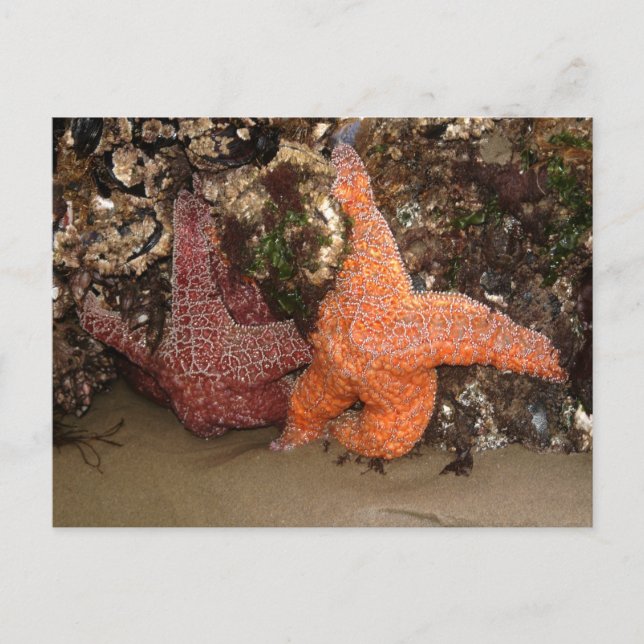 Carte Postale Starfish/Sea Stars, Cannon Beach OU, Photo 3 (Devant)