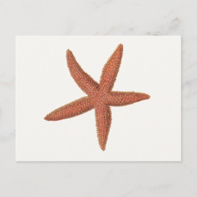 Carte Postale Starfish - Sherman Denton Fish Lithograph (Devant)