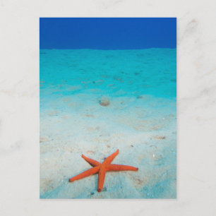 Carte Postale Starfish sur une dune de sable sous l'eau