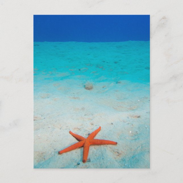 Carte Postale Starfish sur une dune de sable sous l'eau (Devant)
