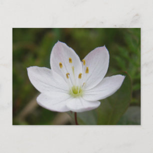 Carte Postale Starflower arctique, Trientalis europaea