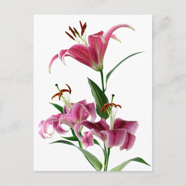 Carte Postale Stargazer Lily (Devant)