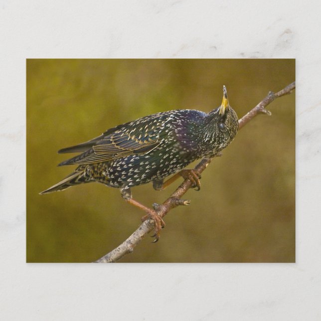 Carte Postale Starling (Devant)