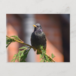 Carte Postale Starling