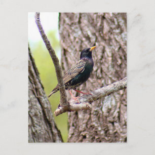 Carte Postale Starling Bird Photo