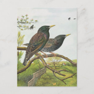 Carte Postale Starling commun