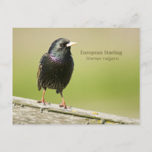 Carte Postale Starling européen