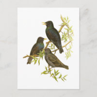 Starling européen