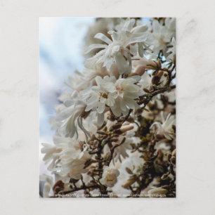 Carte Postale Starry Magnolia 5871