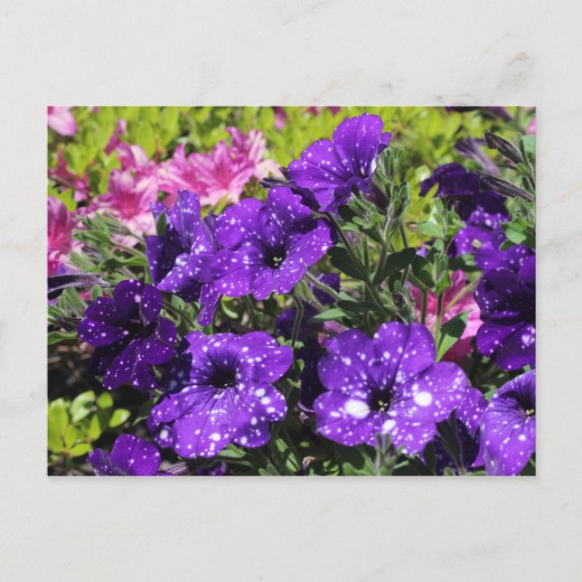 Carte postale Starry Night Petunia (Devant)