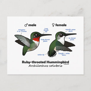 Carte Postale Statistiques sur les colibris à gorge rubis